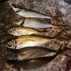 ドラゴンタチウオと中アジ