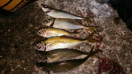 ドラゴンタチウオと中アジ