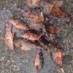 ガシラデパート