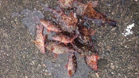 ガシラデパート