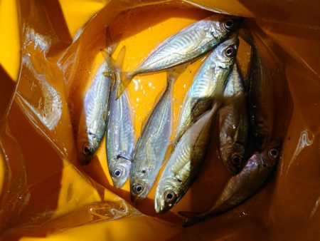 相も変わらず小さい