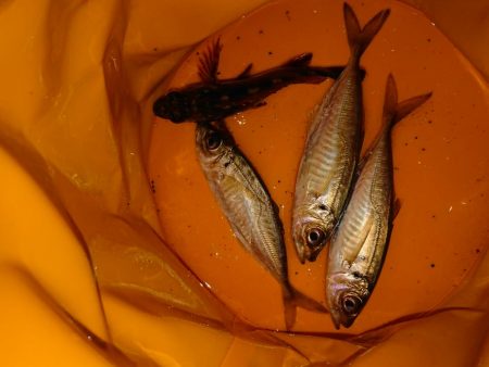 どこも渋く小さい