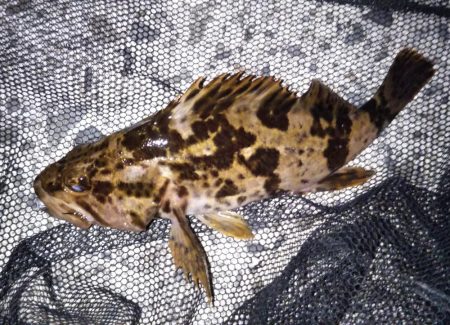 ライトゲームでソゲ