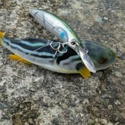 ハマチとドラゴン