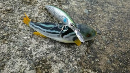 ハマチとドラゴン