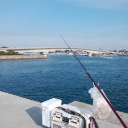 白灯台波止も落ちギス不在