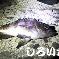 いろいろ釣れました。