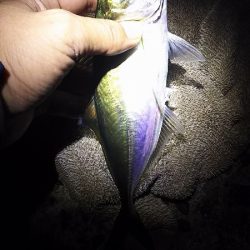 いいサイズのアジ達とハマチ