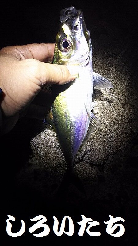 いいサイズのアジ達とハマチ