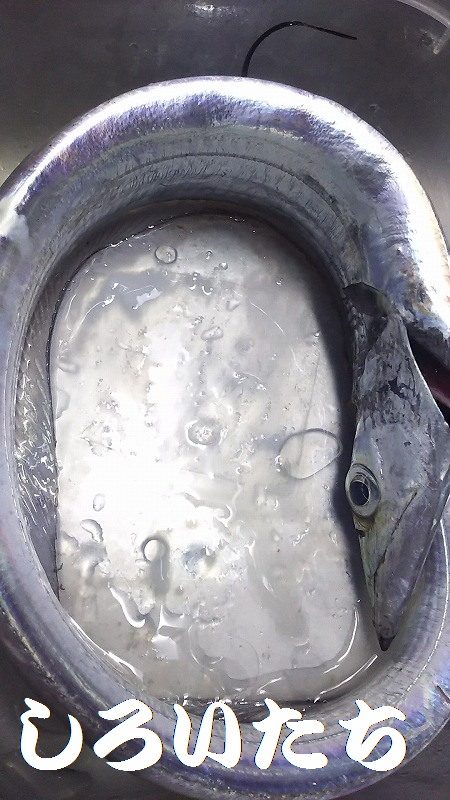 夜中の3時間半のタチウオ渋い。