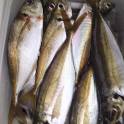 姫路で釣り収め?