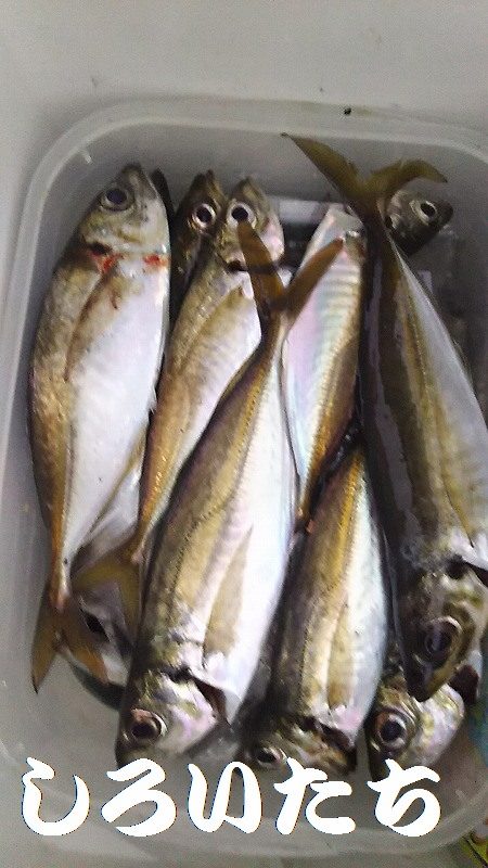 姫路で釣り収め?