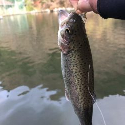 初！千早川マス釣り場