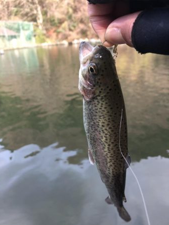 初！千早川マス釣り場