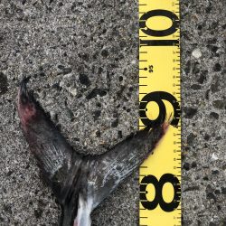 モンスター降臨!!