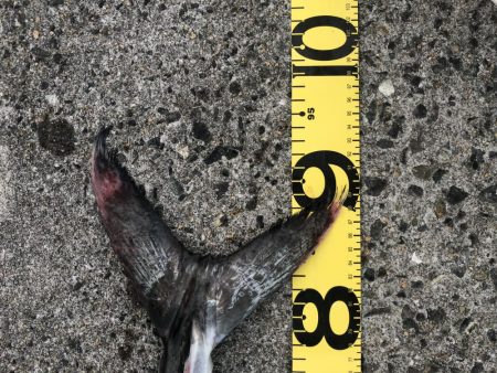 モンスター降臨!!