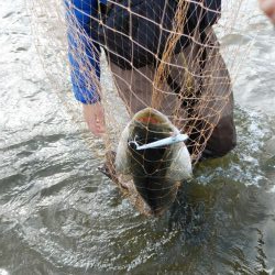 ウェーディング