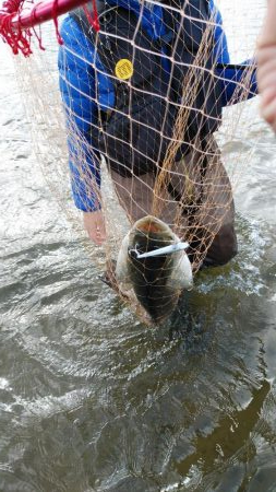 ウェーディング