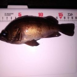 ジグ単でメバリング