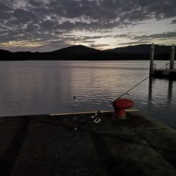 マイクロジギング釣果