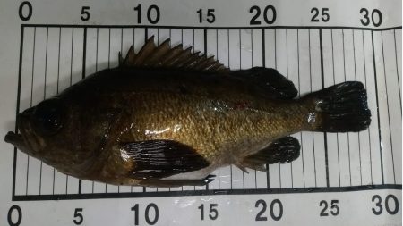 メバリングで泣き尺