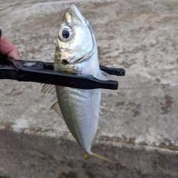 地合いに入れ食い