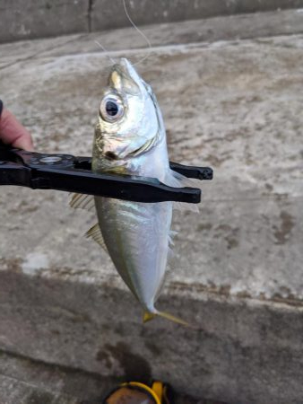 地合いに入れ食い