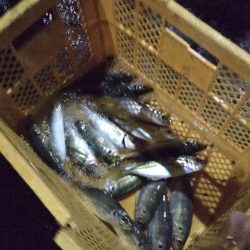 夜ハマチ泣き尺めばる