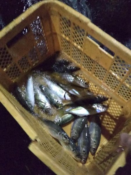 夜ハマチ泣き尺めばる