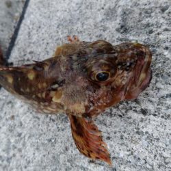 2019年最後のアジング?