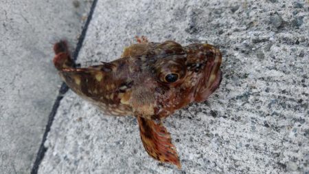 2019年最後のアジング?