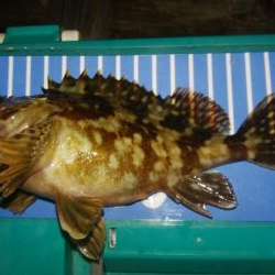 フロート&ジグ単