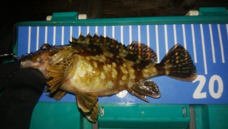 フロート&ジグ単