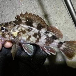 【釣り】南港へち釣行 （12/29 南港ヘチ釣り ガシラ、真鯛（チャリコ） 釣果有り）