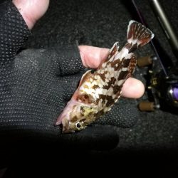 南港へち釣行 （12/31 大晦日だよ！南港ヘチ釣り ガシラ、タコ 釣果有り）