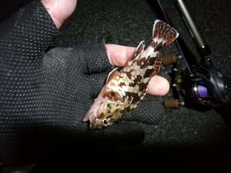 南港へち釣行 （12/31 大晦日だよ！南港ヘチ釣り ガシラ、タコ 釣果有り）