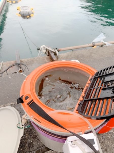 最後の最後に1/20、ちっちゃいけど一夜干しに!