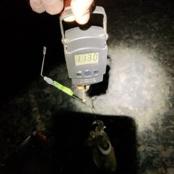 １７時から２時までの９時間、たった２回のアタリ。せめてもの慰めはキロ超級！