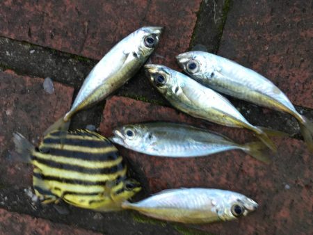 イガミ、チャリコ、グレ、コアジほか