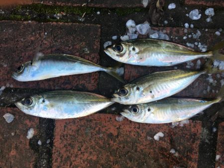 コアジ5匹のみ　強風　波高