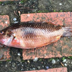 サビキにイガミ