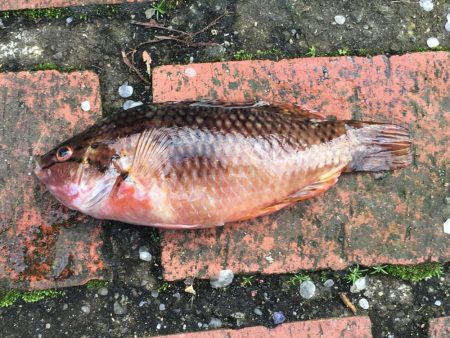 サビキにイガミ