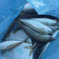 タチウオの後はサビキ