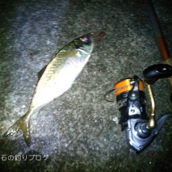 大サバ、良型アジ、グレ沢山！