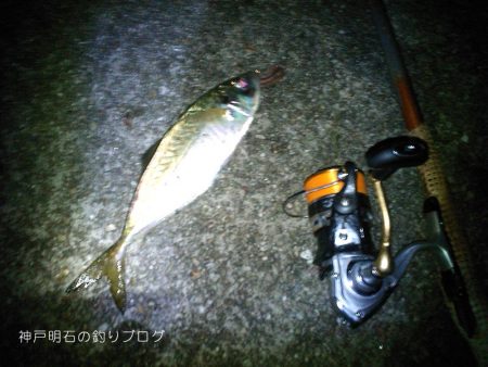 大サバ、良型アジ、グレ沢山！