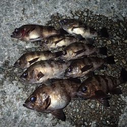 ちょこっとメバリング!