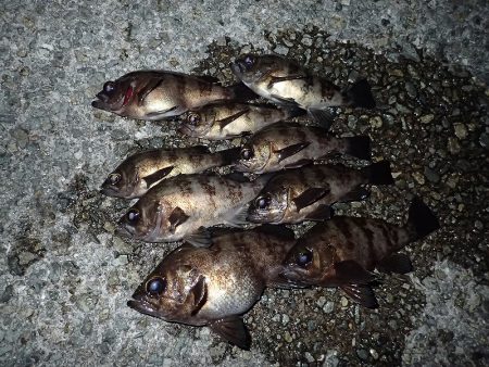 ちょこっとメバリング！