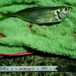 冬でも釣れますね