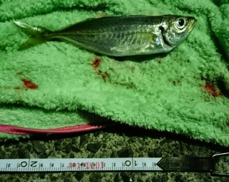 冬でも釣れますね