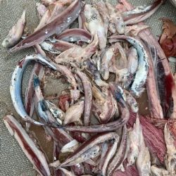 へいみつ丸 釣果